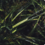 Продукты земледелия и лесного хозяйства